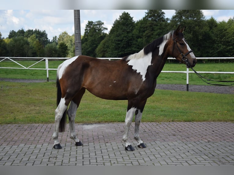 Pools warmbloed Merrie 3 Jaar 157 cm Gevlekt-paard in Che&#x142;mno