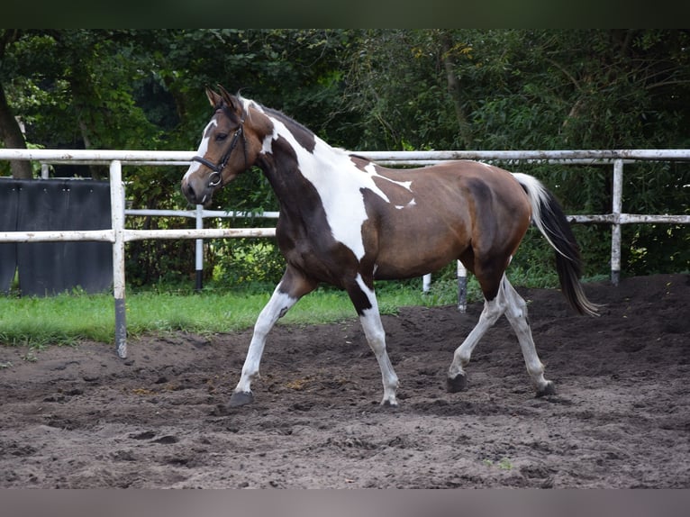 Pools warmbloed Merrie 3 Jaar 157 cm Gevlekt-paard in Che&#x142;mno