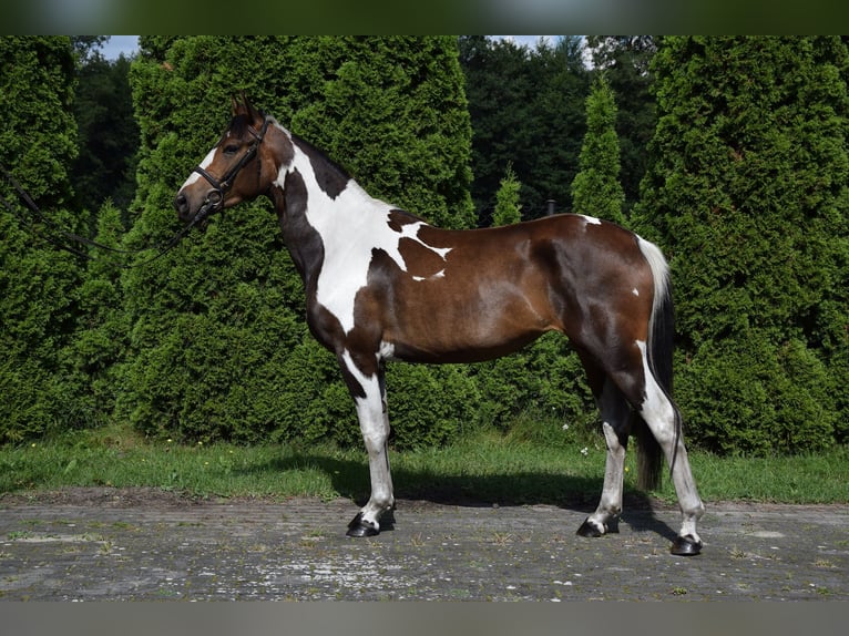 Pools warmbloed Merrie 3 Jaar 157 cm Gevlekt-paard in Che&#x142;mno
