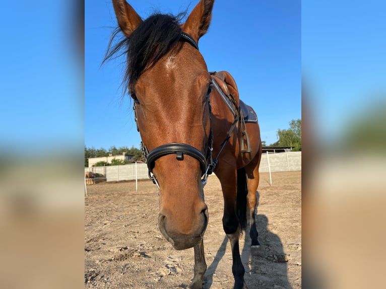 Pools warmbloed Merrie 3 Jaar 160 cm Bruin in Sulęcinek