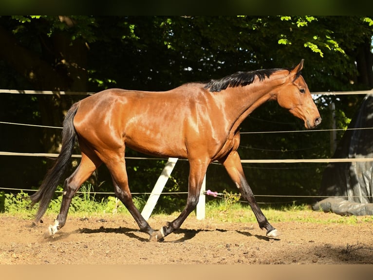 Pools warmbloed Merrie 3 Jaar 165 cm Roodbruin in MIASTKO
