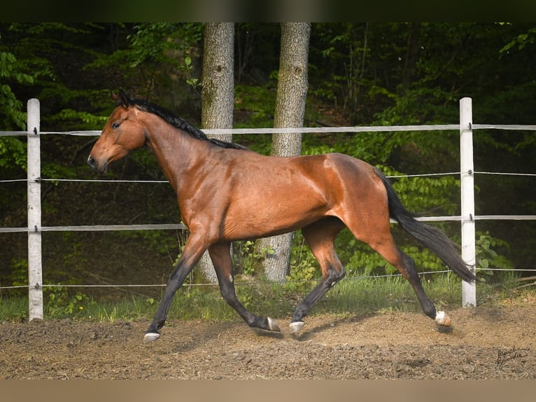Pools warmbloed Merrie 3 Jaar 165 cm Roodbruin in MIASTKO