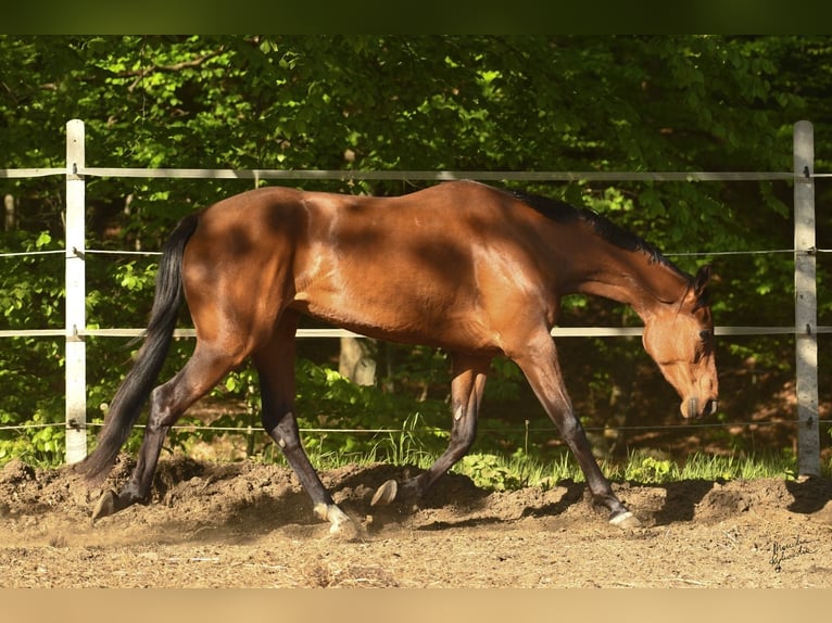Pools warmbloed Merrie 3 Jaar 165 cm Roodbruin in MIASTKO