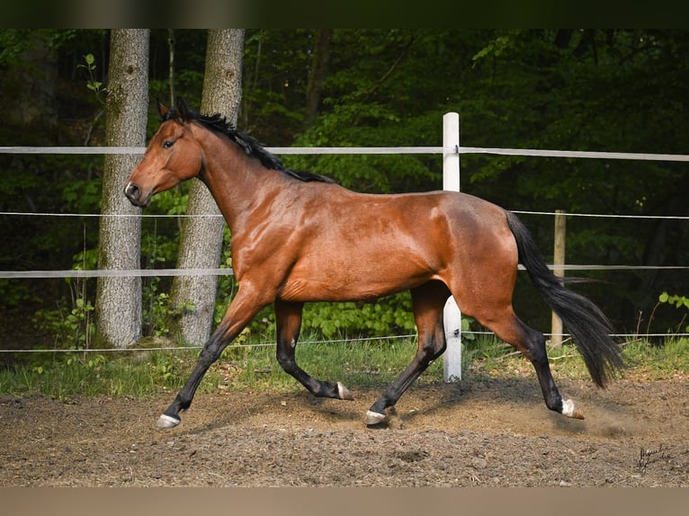 Pools warmbloed Merrie 3 Jaar 165 cm Roodbruin in MIASTKO