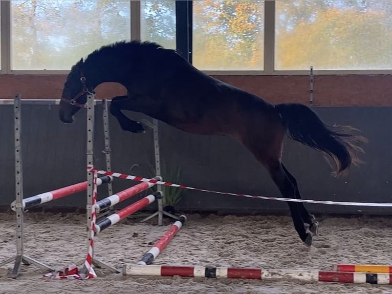 Pools warmbloed Merrie 3 Jaar 167 cm Donkerbruin in Papenhagen