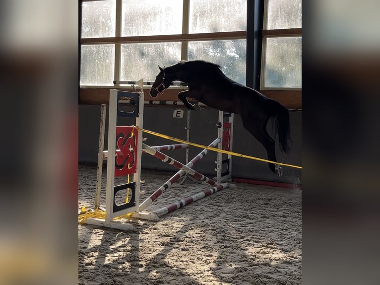 Pools warmbloed Merrie 4 Jaar 165 cm Donkerbruin in Papenhagen