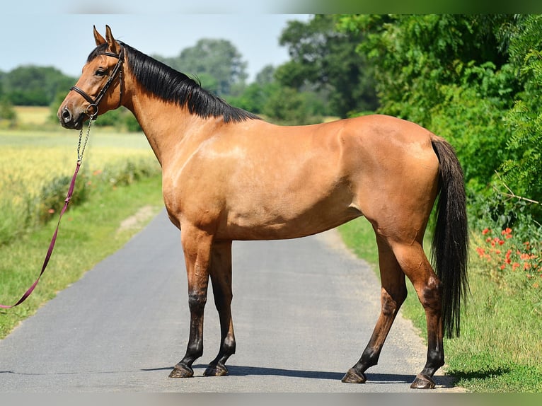 Pools warmbloed Merrie 4 Jaar 167 cm Lichtbruin in Radziejów