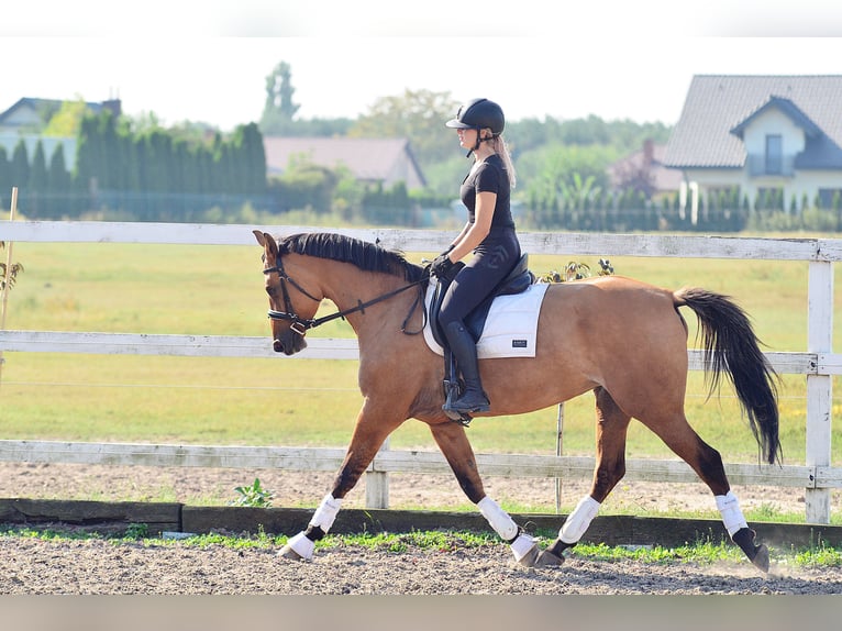 Pools warmbloed Merrie 4 Jaar 167 cm Lichtbruin in Radziejów