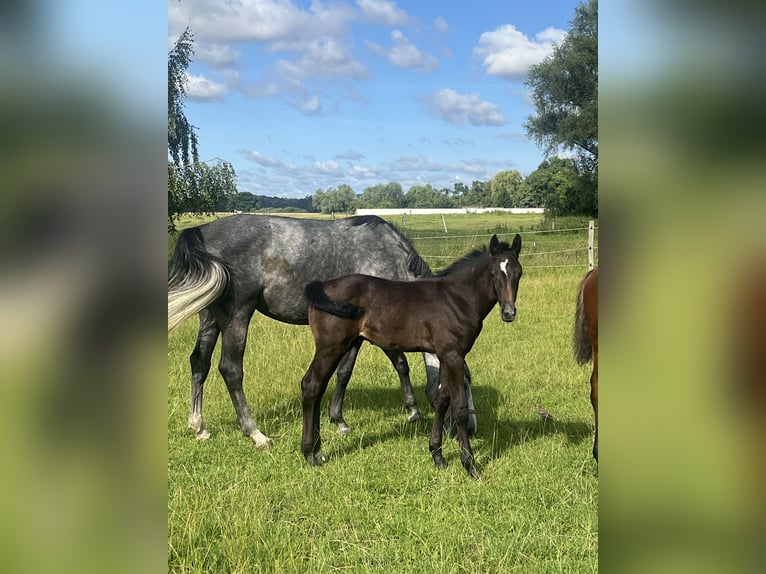 Pools warmbloed Merrie 4 Jaar 167 cm Schimmel in Papenhagen