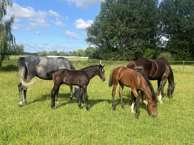 Pools warmbloed Merrie 4 Jaar 167 cm Schimmel in Papenhagen