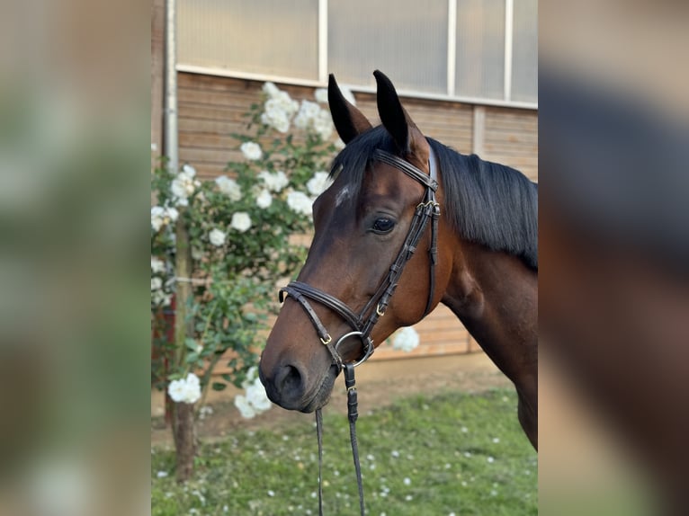 Pools warmbloed Merrie 4 Jaar 168 cm Bruin in Frankfurt am Main