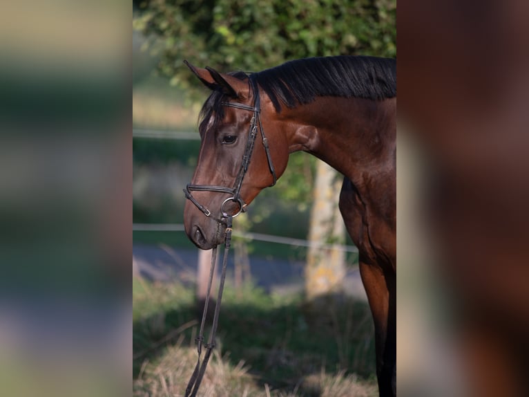 Pools warmbloed Merrie 4 Jaar 168 cm Bruin in Frankfurt am Main