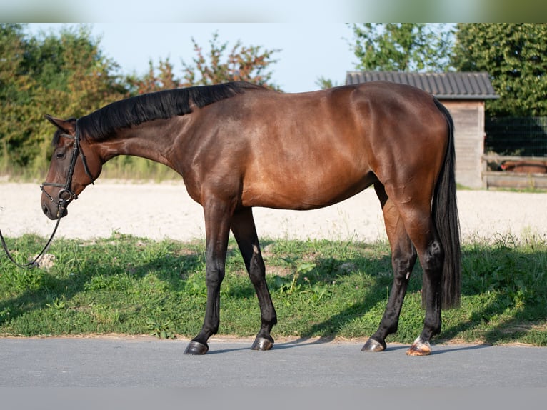 Pools warmbloed Merrie 4 Jaar 168 cm Bruin in Frankfurt am Main