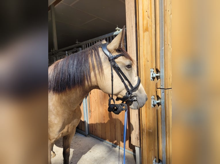 Pools warmbloed Merrie 5 Jaar 160 cm Falbe in Eggermühlen