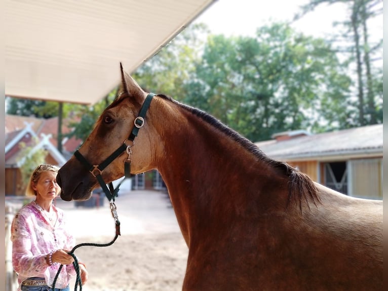 Pools warmbloed Merrie 5 Jaar 160 cm Falbe in Eggermühlen