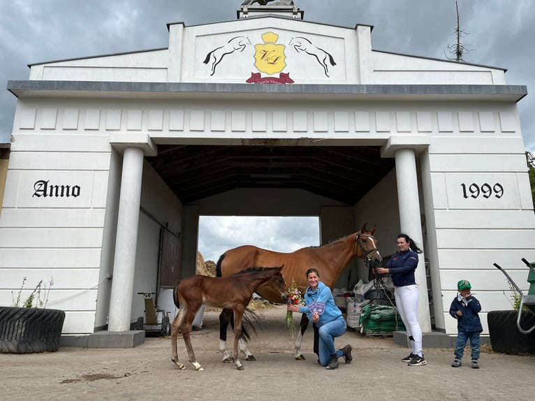 Pools warmbloed Merrie 5 Jaar 165 cm Bruin in Papenhagen