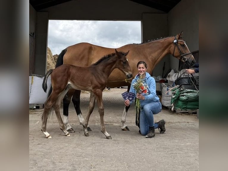 Pools warmbloed Merrie 5 Jaar 165 cm Bruin in Papenhagen