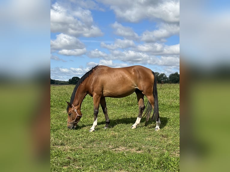 Pools warmbloed Merrie 5 Jaar 165 cm Bruin in Papenhagen