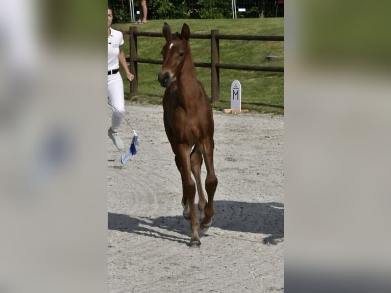 Pools warmbloed Merrie 5 Jaar 165 cm in Papenhagen