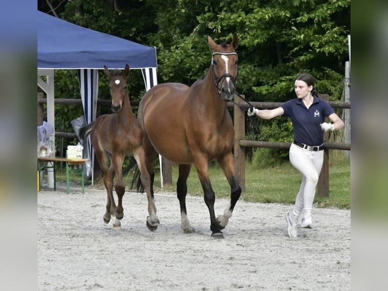 Pools warmbloed Merrie 5 Jaar 165 cm in Papenhagen