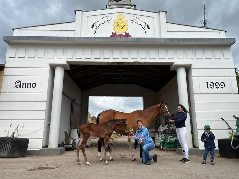 Pools warmbloed Merrie 5 Jaar 165 cm in Papenhagen