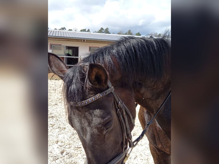 Pools warmbloed Merrie 5 Jaar 168 cm Zwart in Bruck in der Oberpfalz