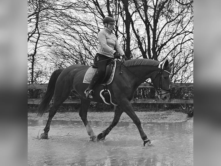 Pools warmbloed Merrie 5 Jaar 170 cm Vos in Aarbergen