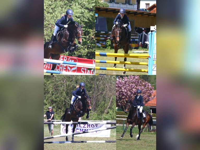 Pools warmbloed Merrie 6 Jaar 158 cm Bruin in St. Pölten