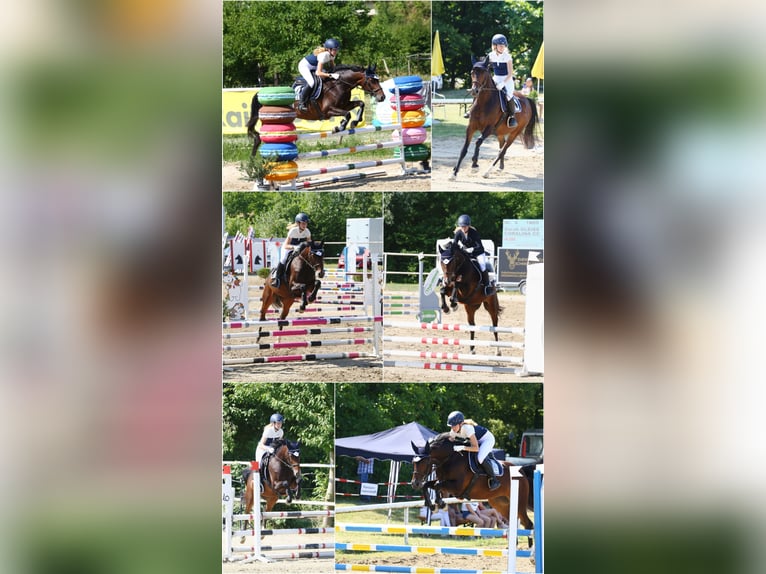 Pools warmbloed Merrie 6 Jaar 158 cm Bruin in St. Pölten