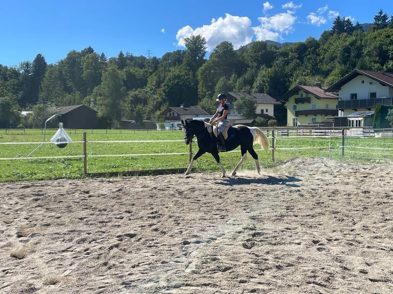 Pools warmbloed Merrie 6 Jaar 165 cm Gevlekt-paard in Breitenbach am Inn