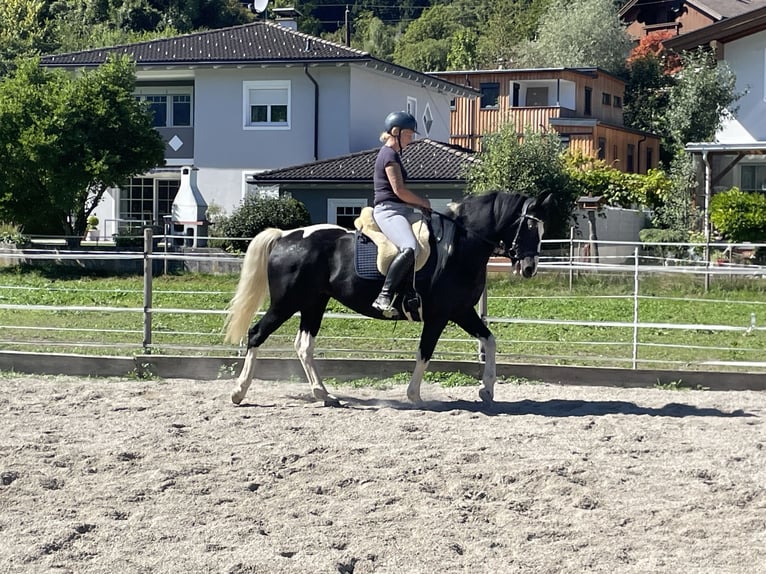 Pools warmbloed Merrie 6 Jaar 165 cm Gevlekt-paard in Breitenbach am Inn