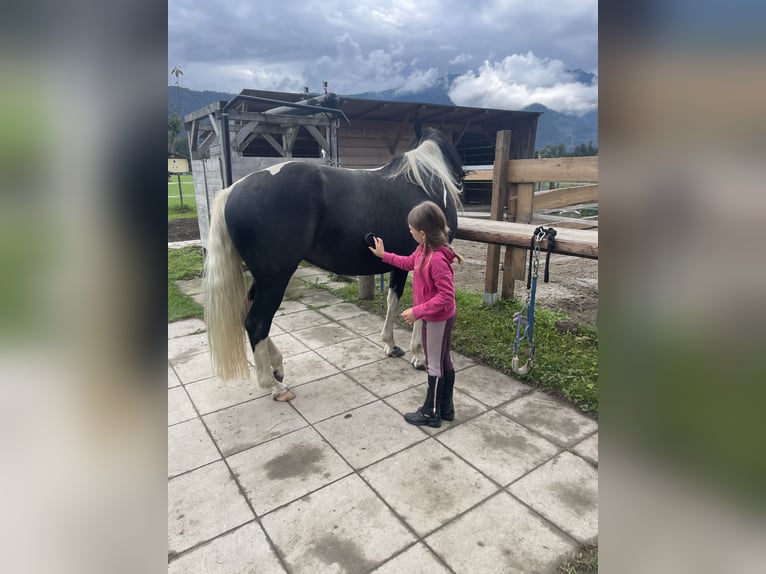 Pools warmbloed Merrie 6 Jaar 165 cm Gevlekt-paard in Breitenbach am Inn