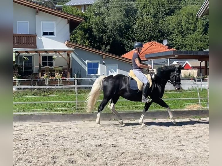 Pools warmbloed Merrie 6 Jaar 165 cm Gevlekt-paard in Breitenbach am Inn