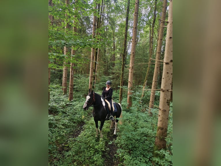 Pools warmbloed Merrie 6 Jaar 165 cm Gevlekt-paard in Breitenbach am Inn