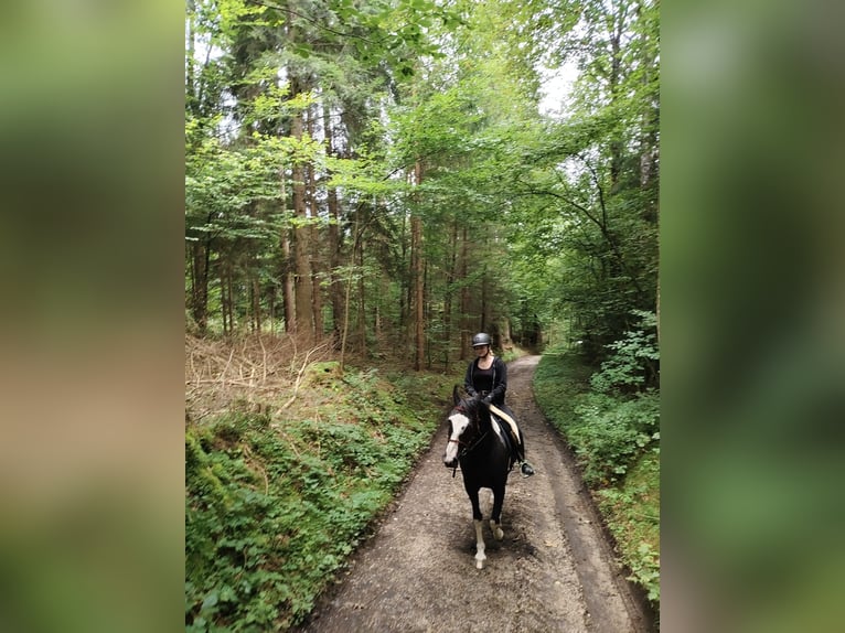 Pools warmbloed Merrie 6 Jaar 165 cm Gevlekt-paard in Breitenbach am Inn