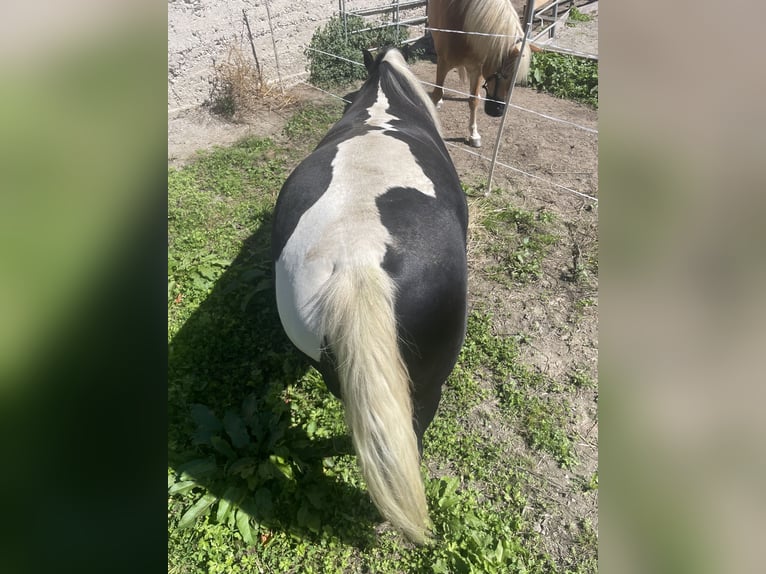 Pools warmbloed Merrie 6 Jaar 165 cm Gevlekt-paard in Breitenbach am Inn