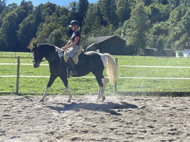 Pools warmbloed Merrie 6 Jaar 165 cm Gevlekt-paard in Breitenbach am Inn