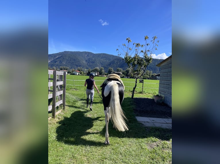 Pools warmbloed Merrie 6 Jaar 165 cm Gevlekt-paard in Breitenbach am Inn