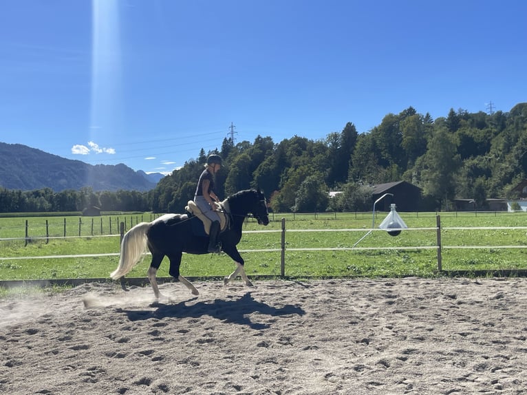 Pools warmbloed Merrie 6 Jaar 165 cm Gevlekt-paard in Breitenbach am Inn