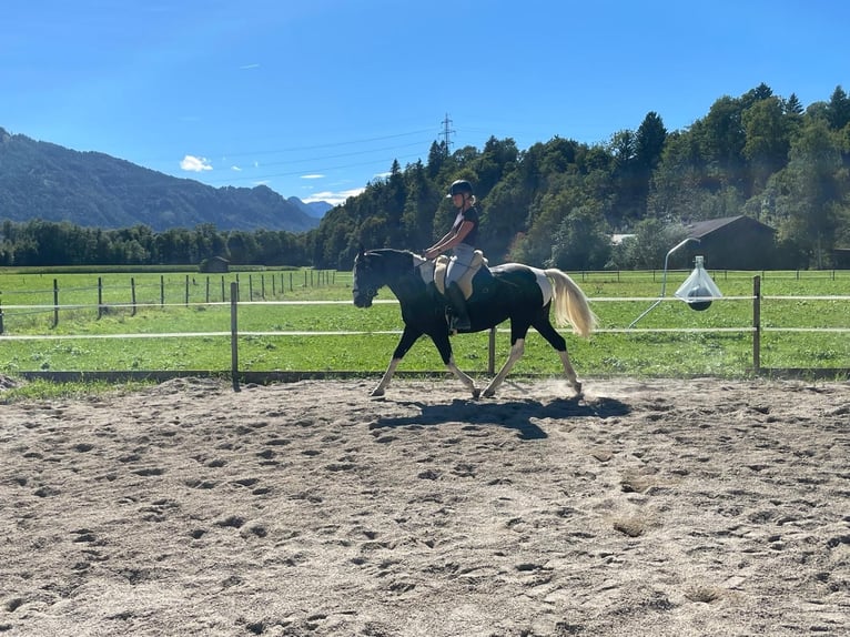 Pools warmbloed Merrie 6 Jaar 165 cm Gevlekt-paard in Breitenbach am Inn