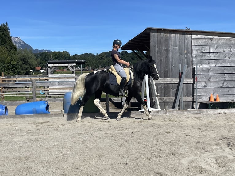 Pools warmbloed Merrie 6 Jaar 165 cm Gevlekt-paard in Breitenbach am Inn