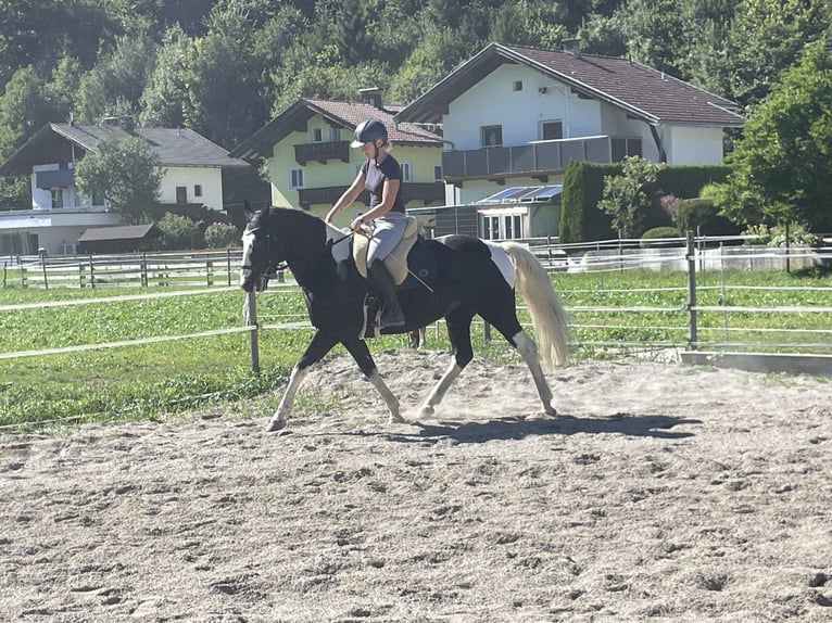 Pools warmbloed Merrie 6 Jaar 165 cm Gevlekt-paard in Breitenbach am Inn