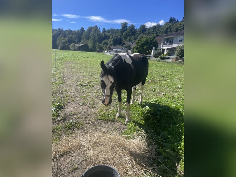 Pools warmbloed Merrie 6 Jaar 165 cm Gevlekt-paard in Breitenbach am Inn