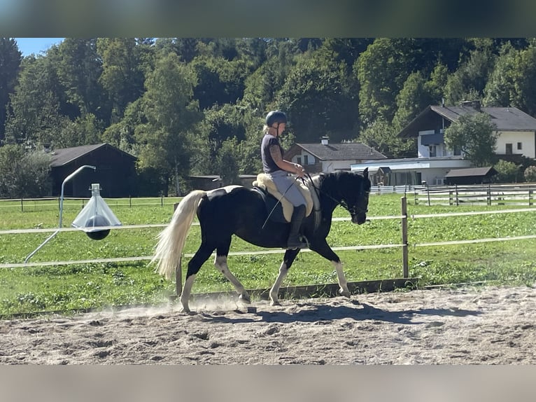 Pools warmbloed Merrie 6 Jaar 165 cm Gevlekt-paard in Breitenbach am Inn