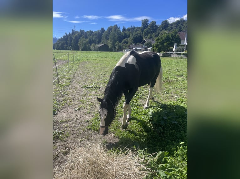 Pools warmbloed Merrie 6 Jaar 165 cm Gevlekt-paard in Breitenbach am Inn