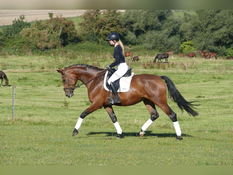 Pools warmbloed Merrie 7 Jaar 168 cm Bruin in Ganschow