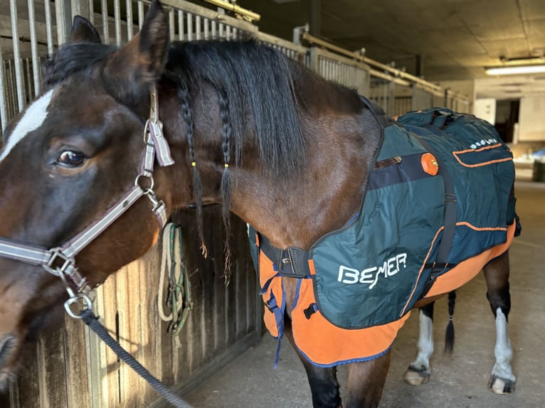 Pools warmbloed Merrie 7 Jaar 170 cm Bruin in Undeloh