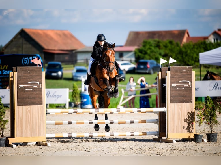 Pools warmbloed Merrie 7 Jaar 172 cm Roodbruin in Jonkowo