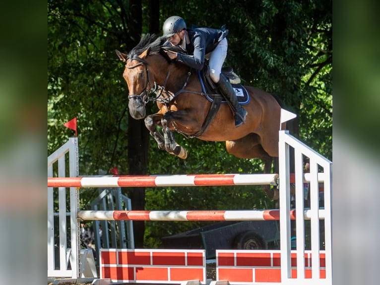 Pools warmbloed Merrie 8 Jaar 163 cm Bruin in Neustadt in Sachsen