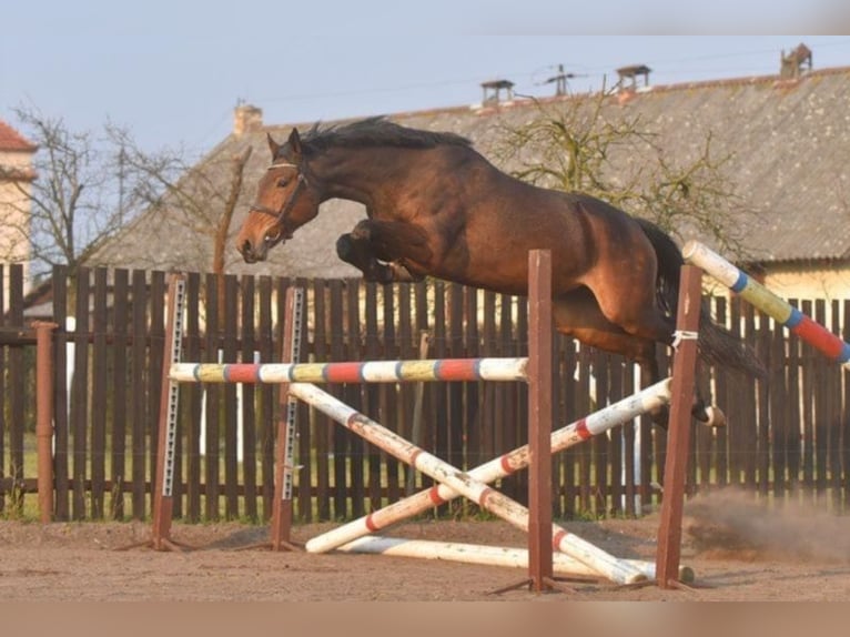 Pools warmbloed Merrie 8 Jaar 163 cm Bruin in Neustadt in Sachsen